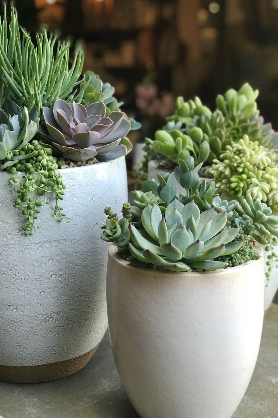 Succulent Mini Trio - Image 2