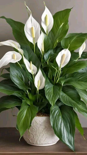 Peace Lily
