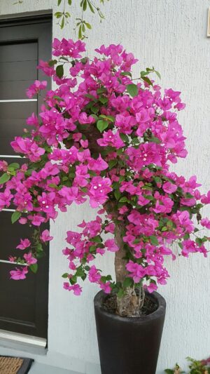 Bougainvillea
