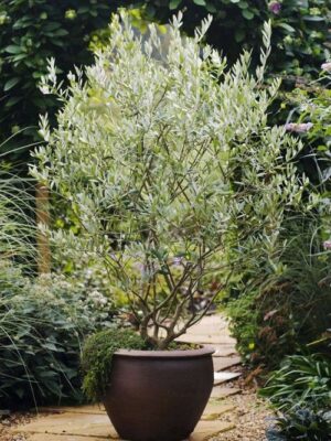 Olive Tree (Dwarf)