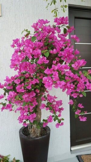 Bougainvillea