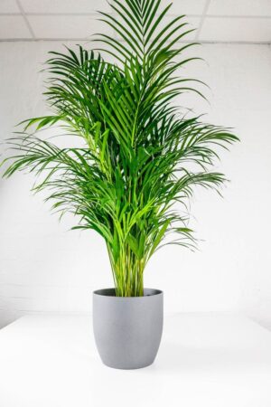 Areca Palm