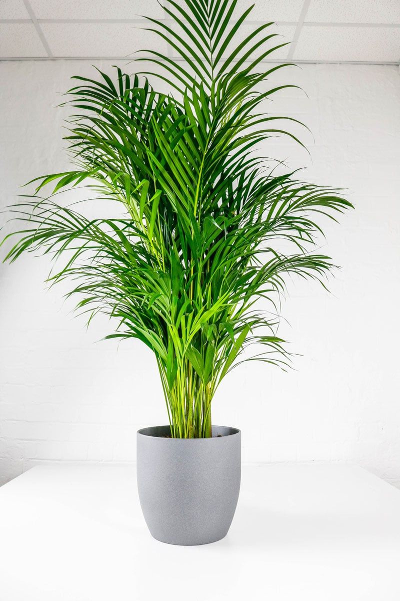Areca Palm
