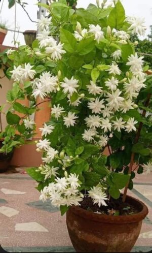 Jasmine Plant