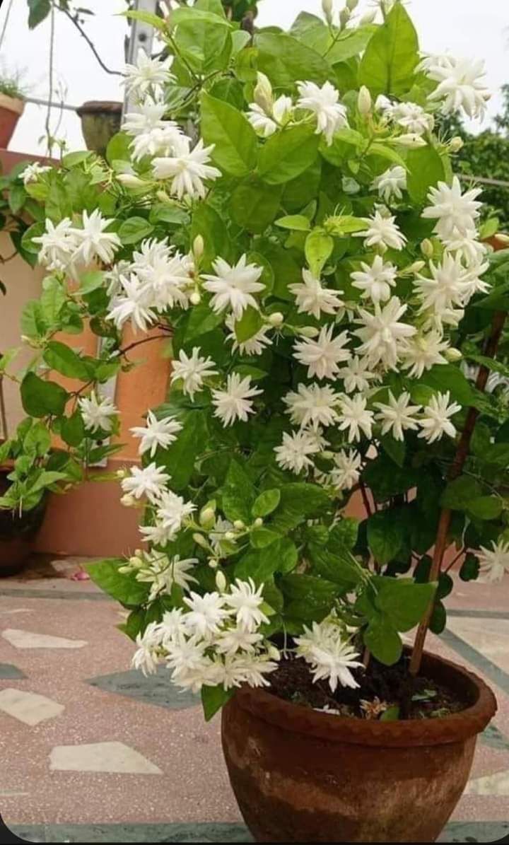 Jasmine Plant