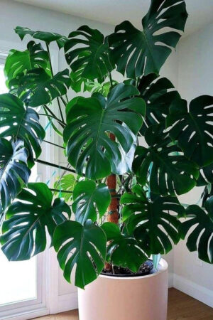 Monstera Deliciosa (Holland)